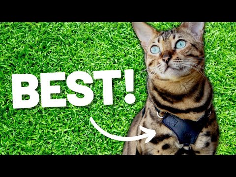 A Cat Harness You Can Trust? - Escape Proof Cat Harness