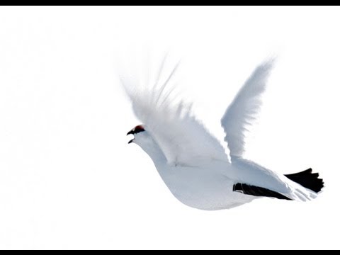 Ripjakt på vintern ...www.wildlifefilm.com