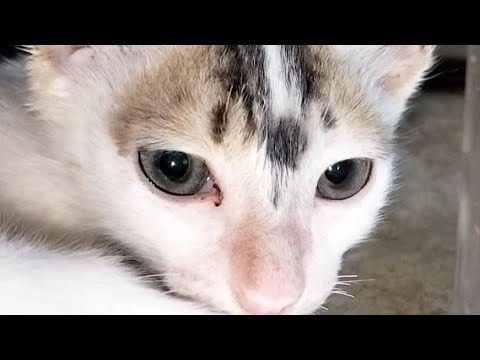 Funniest Baby Cat Video 🐈|| Cat Videos || Cute Cat || Cat playing 🐈🐈