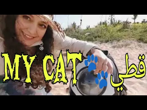 🐈 #Cat #Vlog 🐾 #فلوق #قطط