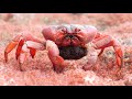 Mother Red Crab Eats Babies! The Dark Side of Nature!