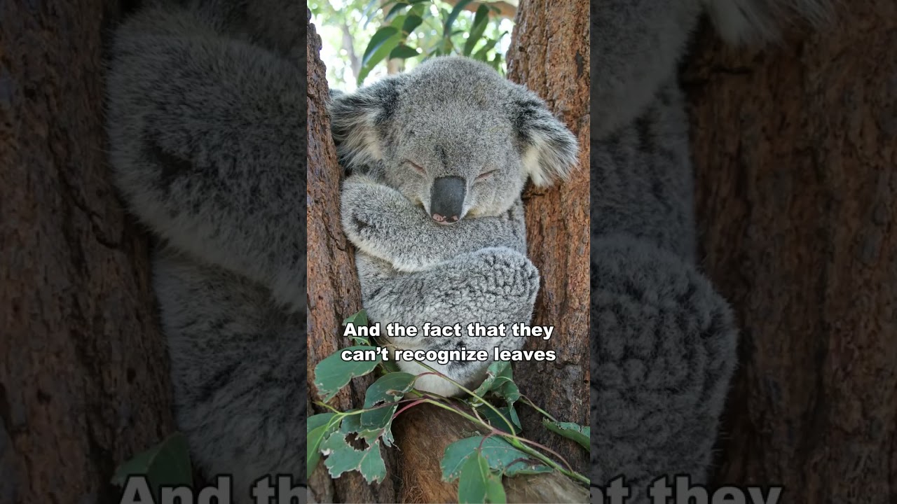 What is the classification of the koala? Tipseri