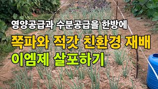 쪽파와 적갓 친환경 재배 / 이엠제 살포 / 풍성한 한가위 되세요.