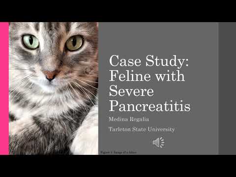 Feline Pancreatitis