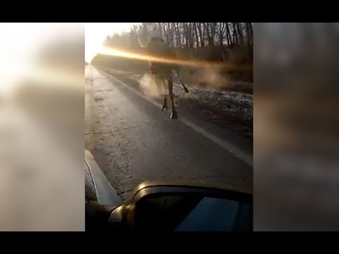 Łoś kontra samochód. Nagranie zdumionego kierowcy