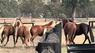 2yo fillies