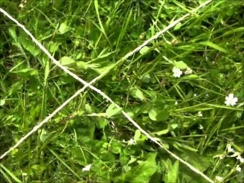 comment construire un piege a oiseaux