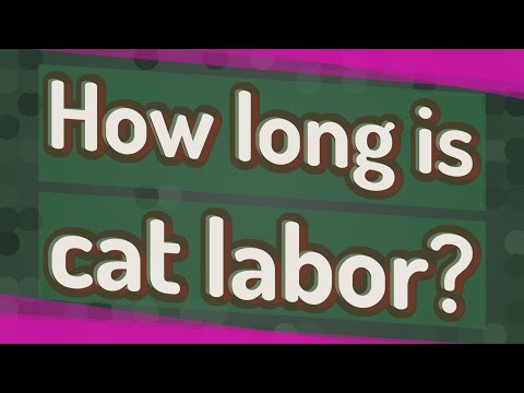 How long is cat labor?