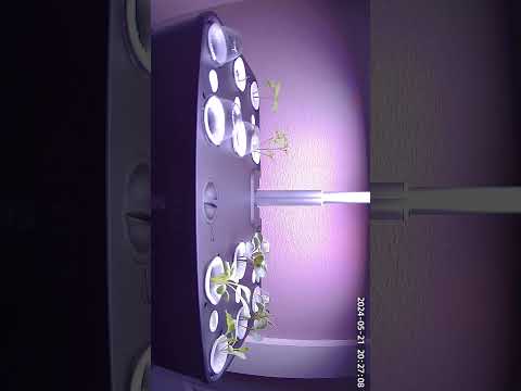 7 Days of Hydroponic Plant Growth in 60 Seconds 🌱