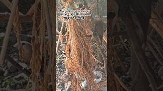 Download lagu PAKAN SPESIAL UNTUK BURUNG EMPRIT KAJI DI AVIARY MINI mp3 Download lagu PAKAN SPESIAL UNTUK BURUNG EMPRIT KAJI DI AVIARY MINI mp3