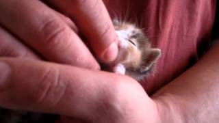 cute baby cat is purring