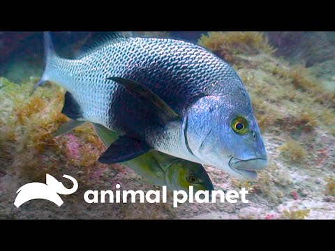 Estratégia incrível de peixes caçadores | Vida no azul | Animal Planet Brasil