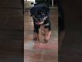 Doggy Doggy Style Da Rottweiler Zimba Puppy Pets Dog 2023