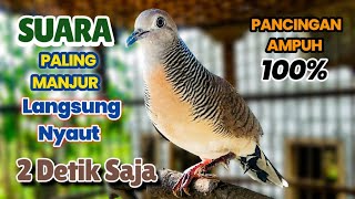 Download lagu Perkutut Lokal Gacor Suara KLUNG Besar Bunyi Pancingan Perkutut Macet & Paling Manjur Langsung Ampuh mp3 Download lagu Perkutut Lokal Gacor Suara KLUNG Besar Bunyi Pancingan Perkutut Macet & Paling Manjur Langsung Ampuh mp3