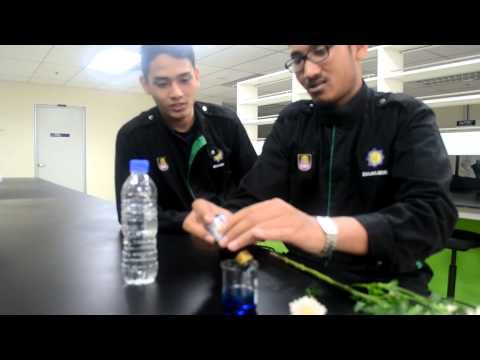 CHE 246 G2 ABSORPTION FOOD COLOURING INTO FLOWER