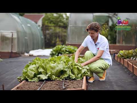 Миниатюра изображения товара Набор семян Агрофирма Партнер Салат кочанный Айсберг (2шт)