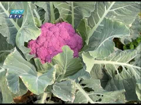 রঙিন ফুলকপি চাষে বাজিমাত বিভিন্ন জেলার চাষীদের