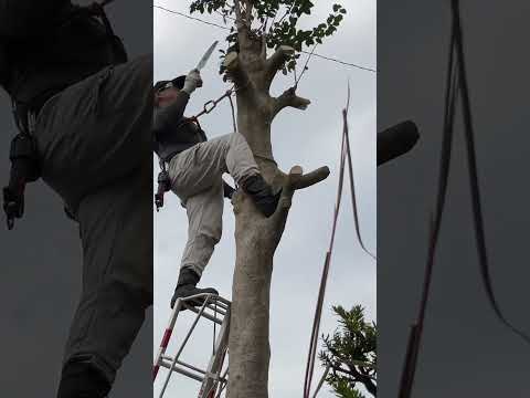 フィールドガイドによる Leps で蝶を発見