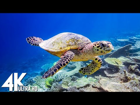 🌊 11 HOURS of 4K Underwater Wonders | Coral Reefs, Colorful Sea Life & Relaxing Ocean Music in UHD