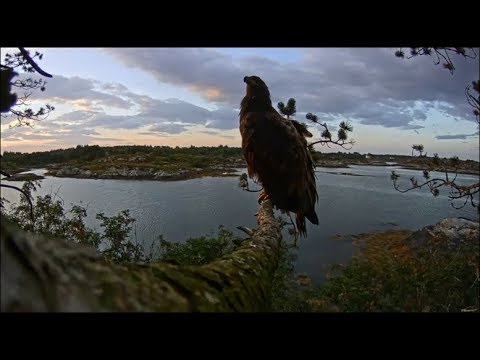 Smola Norway Eagle Cam ~Stunning Views Of Elida On Lower Branch 9.8.18