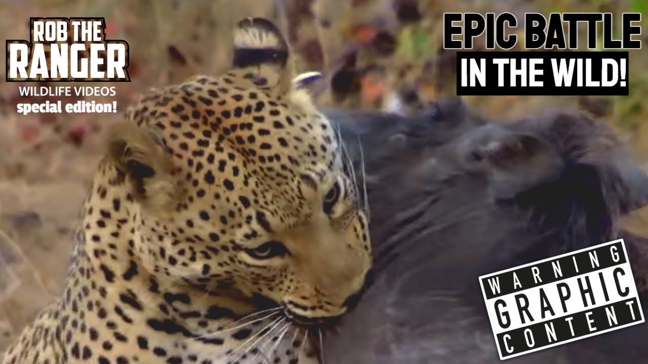 Leopard Vs Warthog | Rob The Ranger Special Edition
