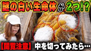 【閲覧注意】過去一！逃亡したニホンミツバチの巣箱からとんでもない白い塊が2つも...！