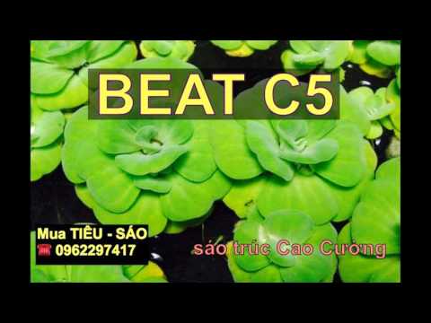 BÈO DẠT MÂY TRÔI beat chuẩn đô C5