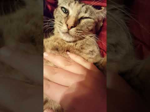 How to open a cat's mouth