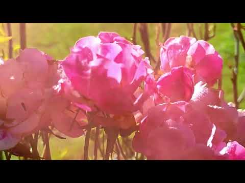 Arsule - Le Verger [Official Video]