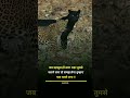 Motivated WhatsApp Status Shorts