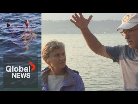 Ogopogo or unusually large bird? BC couple spots something strange beneath the waves