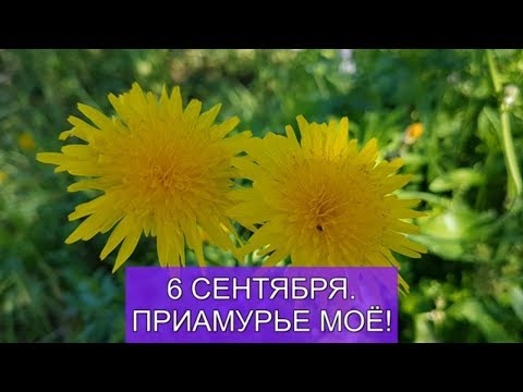 6 СЕНТЯБРЯ. ПРИАМУРЬЕ МОЁ!