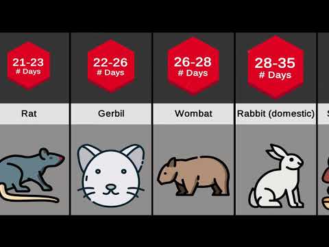 How long is the gestation period of mammals?