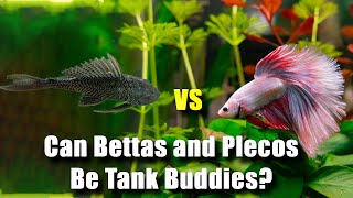 Can Bettas and Plecos Be Tank Buddies? 🐠 🐠✨