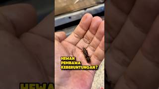 Download lagu SERANGGA ORONG ORONG PEMBAWA KEBERUNTUNGAN? #orongorong #serangga #seranggaunik #jangkrik mp3