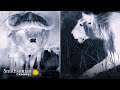 A Buffalo Herd Stumbles Too Close To A Lurking Lion Pride Big Cat Country Smithsonian Channel