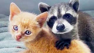My kitten and the raccoon pup I rescued are now best friends