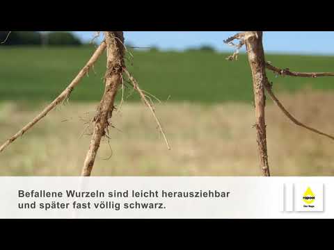 RAPOOL - Verticillium - Stängelstreifigkeit richtig erkennen