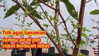 Download lagu How to Force Water Apples to Bear Fruit in a Planter Bag Pot mp3 Download lagu How to Force Water Apples to Bear Fruit in a Planter Bag Pot mp3