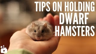 TIPS ON HOLDING DWARF HAMSTERS!