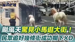 【#報警處理】颱風天也擋不住想逛街的心？高雄岡山小馬街頭趴趴走…民眾追好幾條街成功攔下 送警局等主人接回！｜三立新聞網 SETN.com