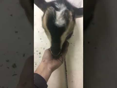 Feeding pet goat