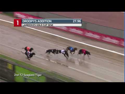 2020 LADBROKES GOLD CUP - 2ND SEMI - T1 DROOPYS ADDITION