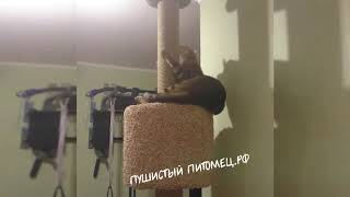 Котик точит когти