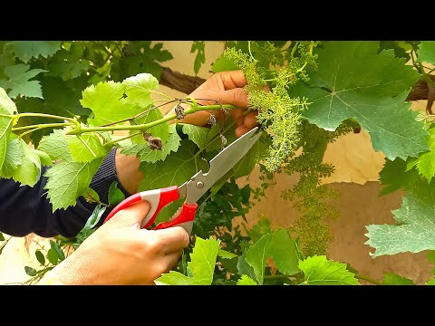 Thinning Vine Shoots In Spring - Simplified Instructions