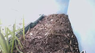 ダルマガエル観察ライブ20250922