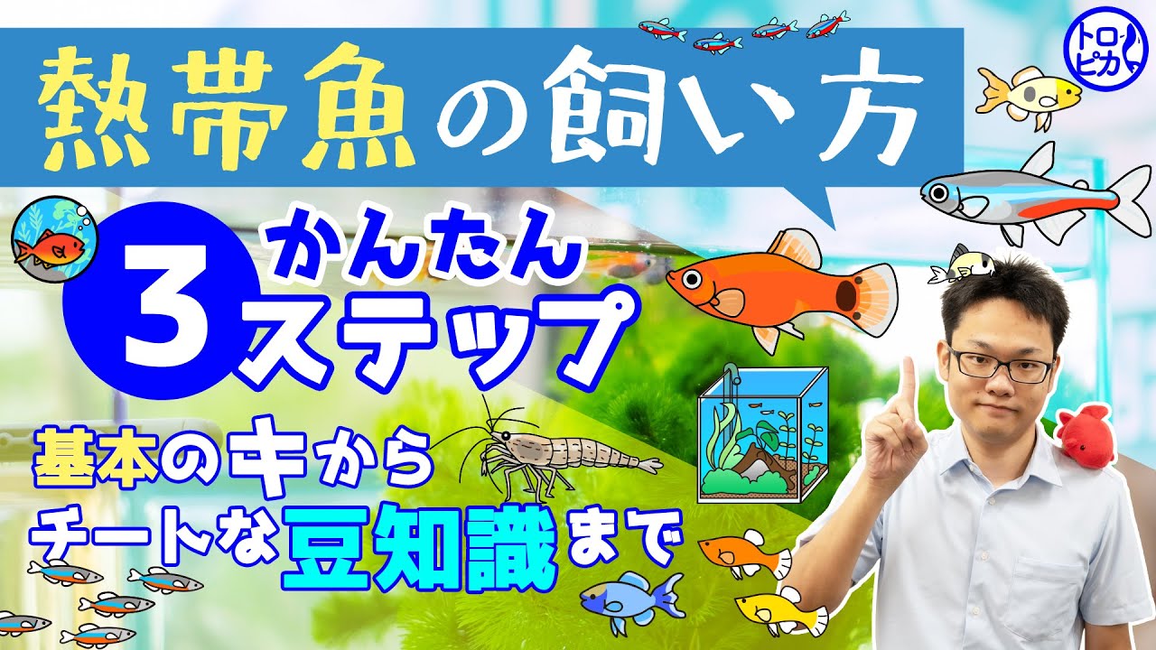 【初心者あつまれ！】熱帯魚の飼い方・簡単3ステップ！基本のキから豆知識あれこれ