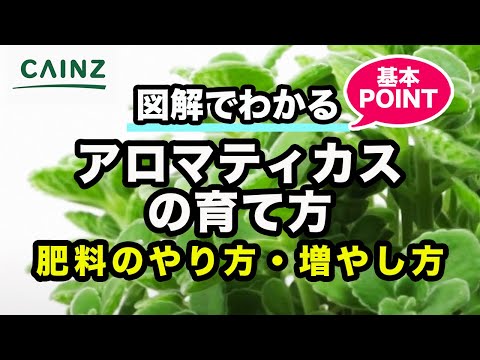 酢の木 植物
