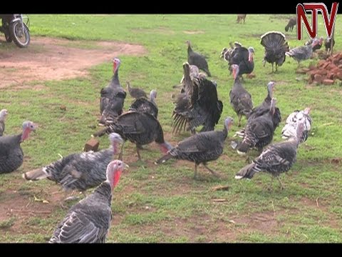 On The Farm: Rearing free range turkeys