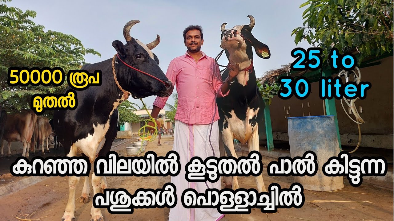 കുറഞ്ഞ വിലയിൽ കൂടുതൽ പാൽ കിട്ടുന്ന പശുക്കൾ പൊള്ളാച്ചിൽ | low price cow for sale